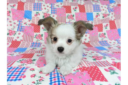 成約済の千葉県のパピヨン-60343の11枚目