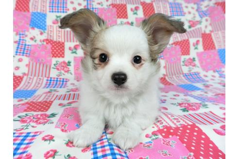 成約済の千葉県のパピヨン-60343の10枚目