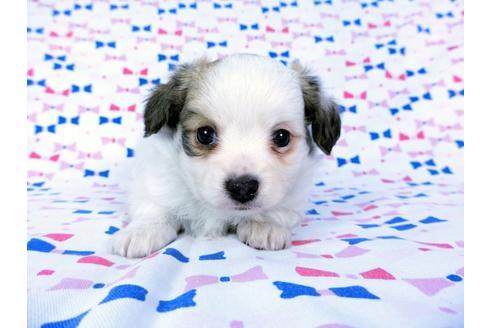 成約済の千葉県のパピヨン-60343の8枚目