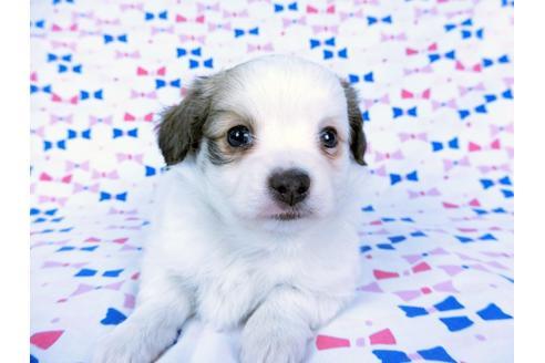 成約済の千葉県のパピヨン-60343の7枚目