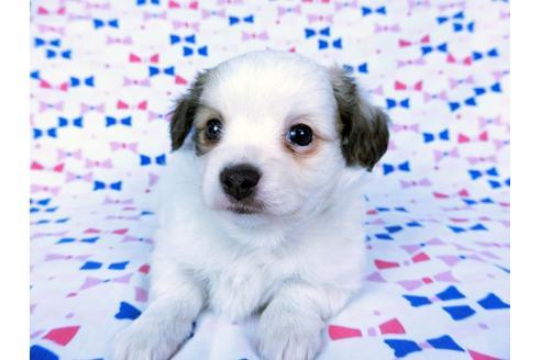 成約済の千葉県のパピヨン-60343の6枚目