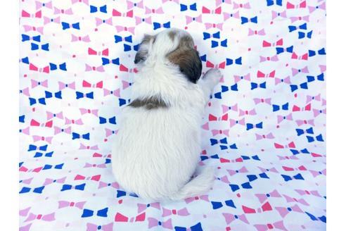 成約済の千葉県のパピヨン-60343の5枚目