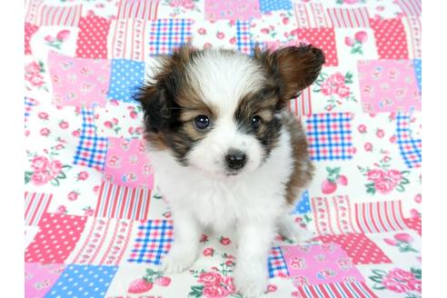 成約済の千葉県のパピヨン-60341の8枚目