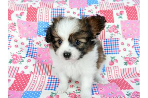 成約済の千葉県のパピヨン-60341の7枚目