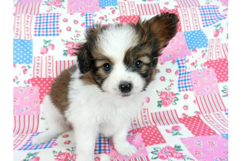 成約済の千葉県のパピヨン-60341の6枚目