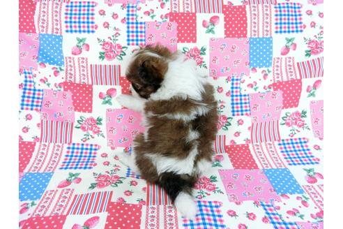 成約済の千葉県のパピヨン-60341の5枚目