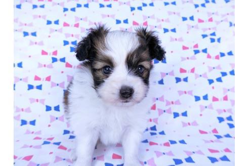 成約済の千葉県のパピヨン-60341の4枚目