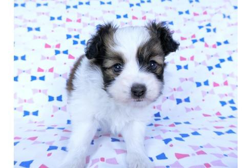 成約済の千葉県のパピヨン-60341の3枚目