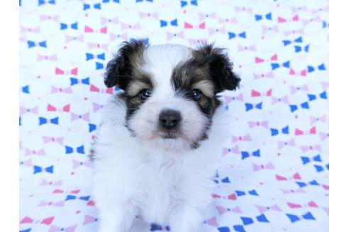 成約済の千葉県のパピヨン-60341の2枚目