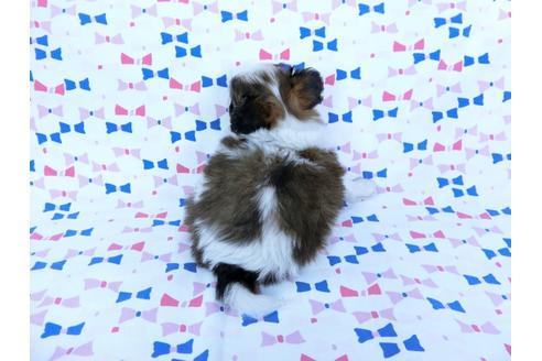 成約済の千葉県のパピヨン-60341の1枚目