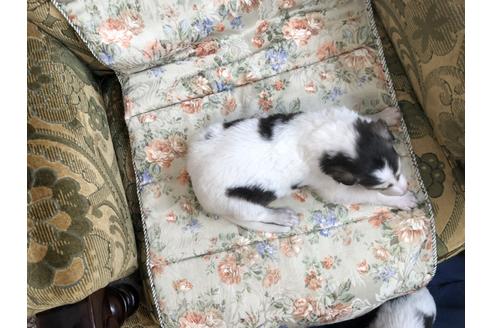 成約済の青森県のボルゾイ-61554の2枚目
