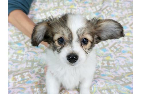 成約済の千葉県のパピヨン-59424の16枚目