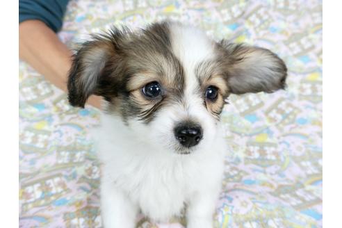 成約済の千葉県のパピヨン-59424の15枚目