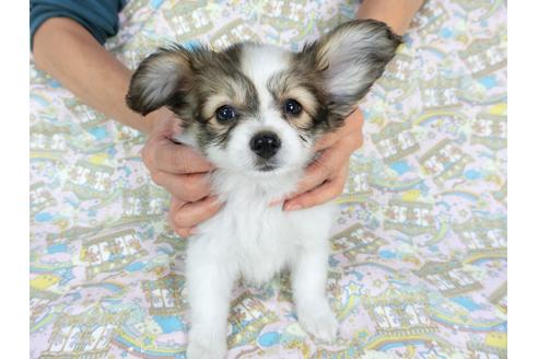 成約済の千葉県のパピヨン-59424の14枚目