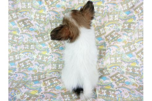 成約済の千葉県のパピヨン-59424の13枚目