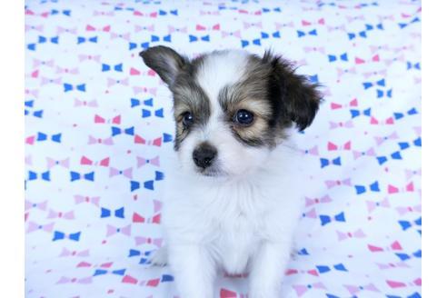 成約済の千葉県のパピヨン-59424の12枚目