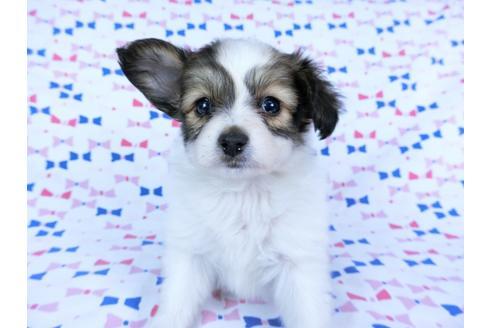 成約済の千葉県のパピヨン-59424の11枚目