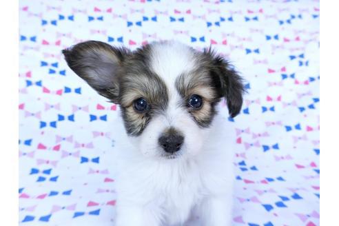 成約済の千葉県のパピヨン-59424の10枚目