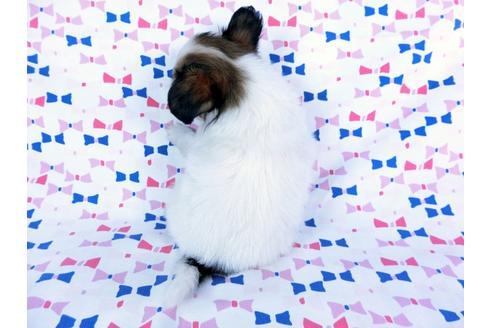 成約済の千葉県のパピヨン-59424の9枚目