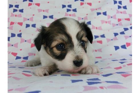 成約済の千葉県のパピヨン-59424の8枚目