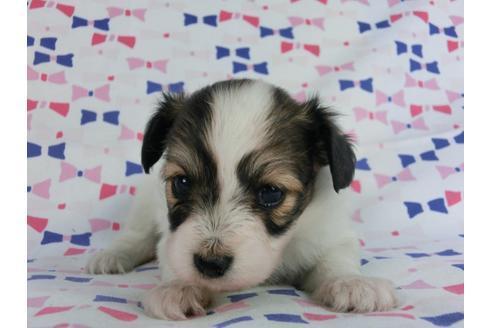 成約済の千葉県のパピヨン-59424の7枚目