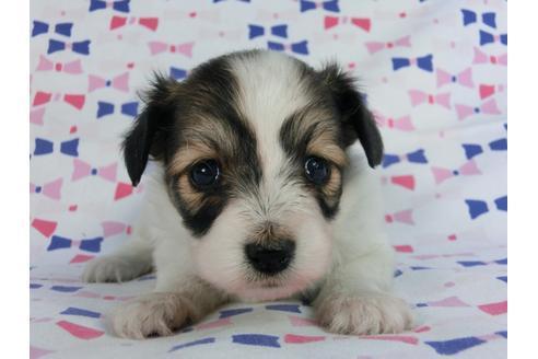 成約済の千葉県のパピヨン-59424の6枚目