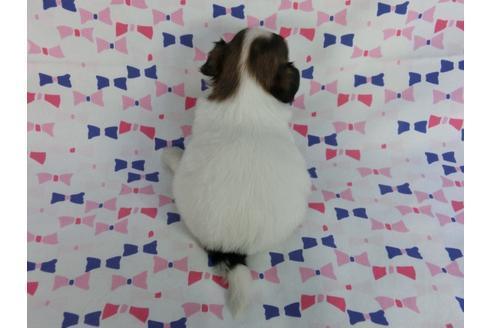 成約済の千葉県のパピヨン-59424の5枚目