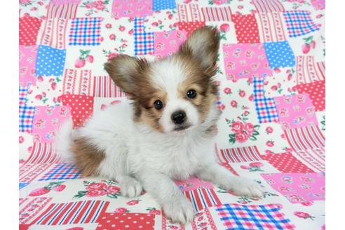 成約済の千葉県のパピヨン-59077の20枚目