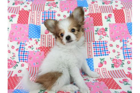 成約済の千葉県のパピヨン-59077の19枚目