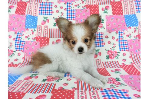 成約済の千葉県のパピヨン-59077の18枚目