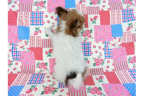 成約済の千葉県のパピヨン-59077の17枚目