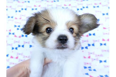 成約済の千葉県のパピヨン-59077の16枚目