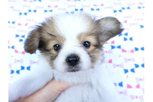 成約済の千葉県のパピヨン-59077の15枚目