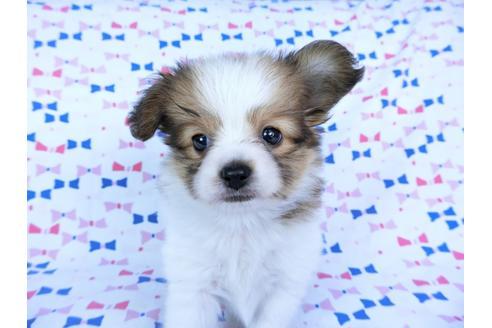 成約済の千葉県のパピヨン-59077の14枚目