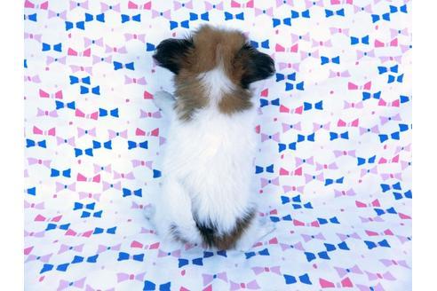 成約済の千葉県のパピヨン-59077の13枚目