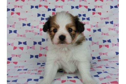 成約済の千葉県のパピヨン-59077の12枚目