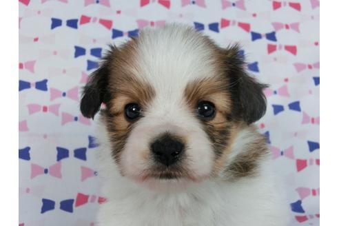 成約済の千葉県のパピヨン-59077の11枚目