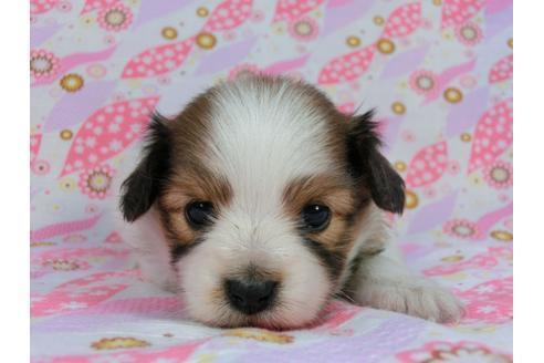 成約済の千葉県のパピヨン-59077の10枚目