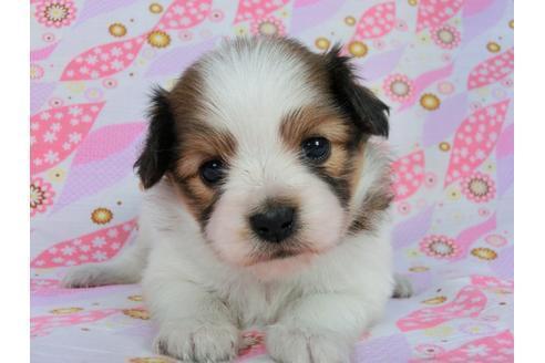 成約済の千葉県のパピヨン-59077の9枚目