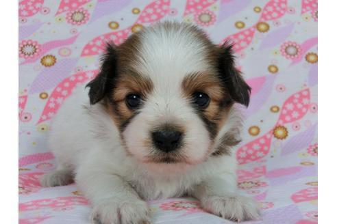 成約済の千葉県のパピヨン-59077の8枚目