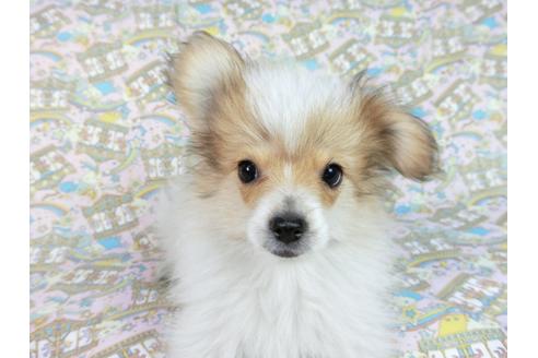 成約済の千葉県のパピヨン-60051の8枚目