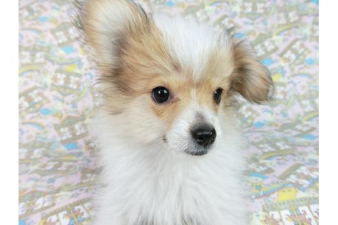 成約済の千葉県のパピヨン-60051の7枚目