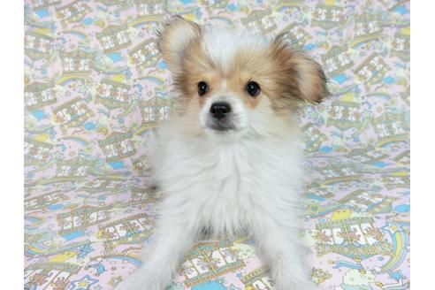 成約済の千葉県のパピヨン-60051の6枚目