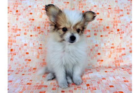 成約済の千葉県のパピヨン-60051の4枚目