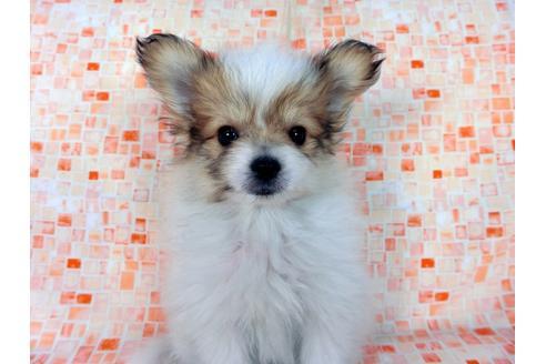 成約済の千葉県のパピヨン-60051の3枚目