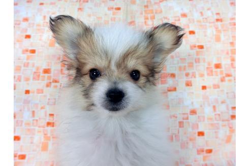 成約済の千葉県のパピヨン-60051の2枚目