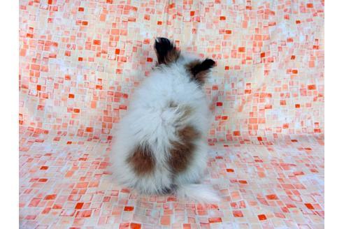 成約済の千葉県のパピヨン-60051の1枚目