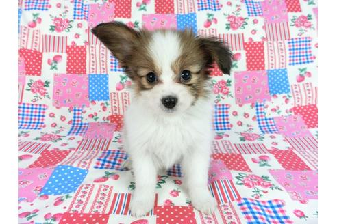 成約済の千葉県のパピヨン-60048の8枚目