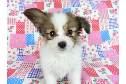 成約済の千葉県のパピヨン-60048の7枚目