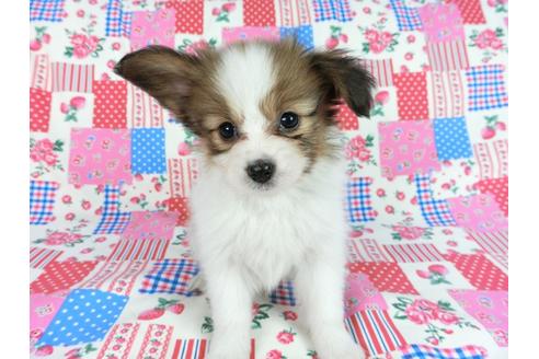 成約済の千葉県のパピヨン-60048の6枚目